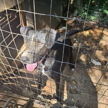 Rescue Shepherd Dogs for Adoption in Lynchburg, Virginia - Skunk | PetCurious