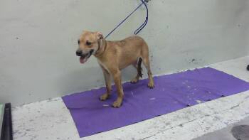 NEMO -  American Staffordshire Terrier and Mixed Breed Dog Available for Adoption in Houston, Texas - NEMO | PetCurious