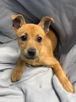 Shepherd Dogs Available for Adoption in Hartsville, South Carolina - Wynne (Wx3) | PetCurious