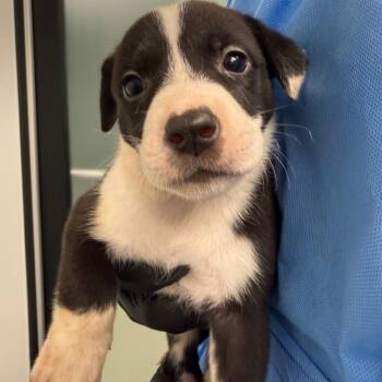 Linda -  Australian Shepherd and Australian Cattle Dog Blue Heeler Dog for Adoption in Abilene, Texas - Linda | PetCurious