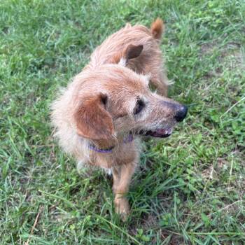Nala Daisy -  Terrier and Mixed Breed Dog Available for Adoption in Houston, Texas - Nala Daisy | PetCurious