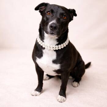 Black Labrador Retriever and Pit Bull Terrier Dogs Available for Adoption in Houston, Texas - FRANNIE (Loves Kids, Dogs, Playing In The Back Yard & Water  See | PetCurious
