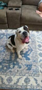 Koffe -  American Bulldog Dog for Adoption in Sparta, Illinois - Koffe | PetCurious