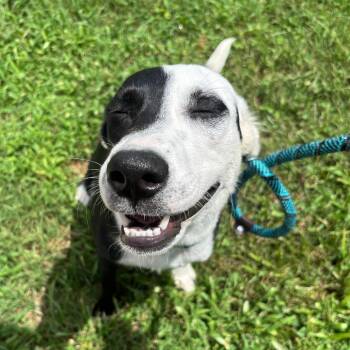 Perdita -  Border Collie and Australian Cattle Dog Blue Heeler Dog for Adoption in Nashville, Tennessee - Perdita | PetCurious
