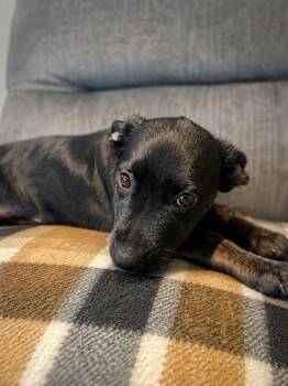 Abby -  Labrador Retriever Dog for Adoption in Long Beach, New York - Abby | PetCurious