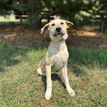 Braxton -  Yellow Labrador Retriever and Mixed Breed Dog for Adoption in Fargo, North Dakota - Braxton | PetCurious