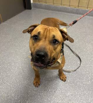 Pit Bull Terrier and Mixed Breed Dogs Available for Adoption - Apollo | PetCurious