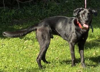 Cody -  Labrador Retriever Dog for Adoption in Newport, Kentucky - Cody | PetCurious