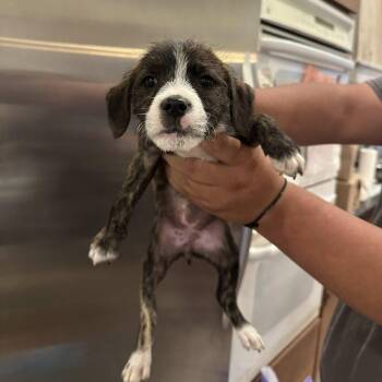 Chihuahua and Terrier Dogs Available for Adoption in Agua Dulce, California - Izzy | PetCurious