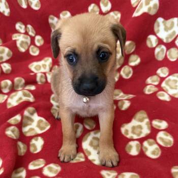 Lego Pup - Safari Trek -  Chihuahua and Terrier Dog for Adoption in San Diego, California - Lego Pup - Safari Trek | PetCurious