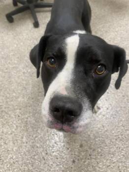 Ratatouille -  Pit Bull Terrier Dog for Adoption in Vancouver, Washington - Ratatouille | PetCurious