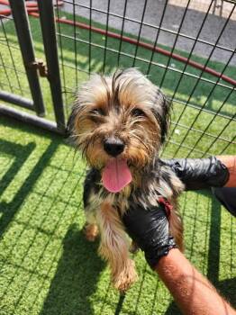 Gizmo -  Yorkshire Terrier Dog for Adoption in Hopkinsville, Kentucky - Gizmo | PetCurious