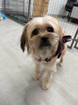 Dandelion -  Shih Tzu Dog for Adoption in Savannah, Georgia - Dandelion | PetCurious
