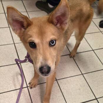 Mixed Breed Dogs Available for Adoption in Charleston, West Virginia - Teddy | PetCurious