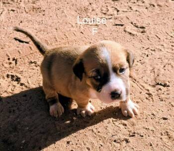 Boxer Dogs Available for Adoption in Troy, Alabama - Louise | PetCurious