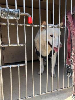HARLEM -  Shiba Inu Dog Available for Adoption in Las Vegas, Nevada - HARLEM | PetCurious