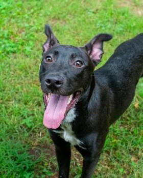 Fresia -  Mixed Breed Dog for Adoption in Chamblee, Georgia - Fresia | PetCurious