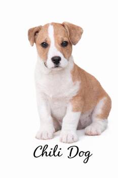 Corgi Dogs Available for Adoption - Chili Dog  | PetCurious