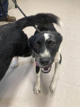 Miss Chompers -  Border Collie and Golden Retriever Dog for Adoption in Burnsville, North Carolina - Miss Chompers | PetCurious