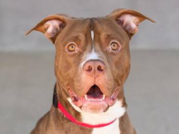 Mixed Breed Dogs Available for Adoption in Longmont, Colorado - Bronx | PetCurious