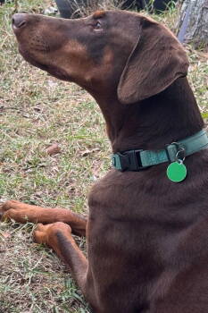 Rescue Doberman Pinscher Dogs for Adoption in Oakland Park, Florida - Lola 3342 | PetCurious