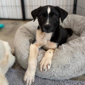 Ridge -  Labrador Retriever and Mixed Breed Dog for Adoption in Spanish Fork, Utah - Ridge | PetCurious