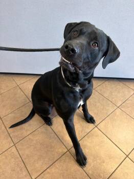 Leo -  Labrador Retriever Dog for Adoption in Marion, Ohio - Leo | PetCurious