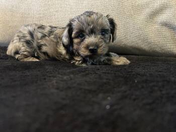 Yorki Poo Dogs Available for Sale in Thibodaux, Louisiana - Yorkiepoo | PetCurious