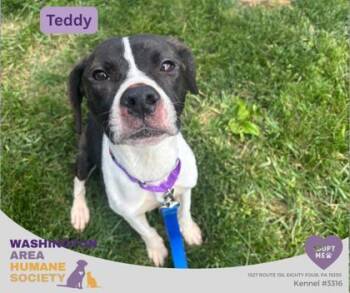 Teddy -  Beagle Dog for Adoption in Eighty Four, Pennsylvania - Teddy | PetCurious