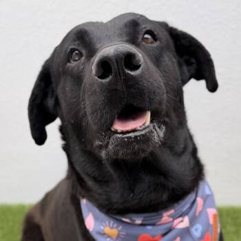 KODA -  Black Labrador Retriever Dog for Adoption in San Diego, California - KODA | PetCurious