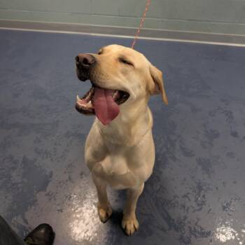 Labrador Retriever Dogs Available for Adoption - Banana | PetCurious