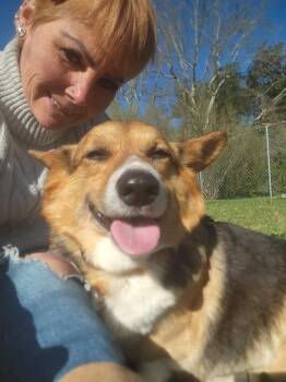 Corgi Dogs Available for Adoption in Egg Harbor City, New Jersey - Daffodil  | PetCurious