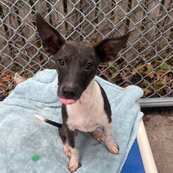 Babette -  Mixed Breed Dog for Adoption in East Hanover, New Jersey - Babette | PetCurious