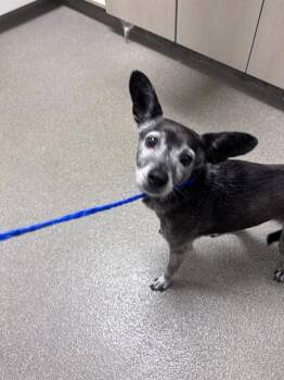 PIXIE -  Chihuahua Dog for Adoption in Las Vegas, Nevada - PIXIE | PetCurious