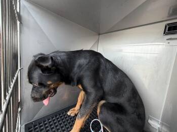 TOKYO -  Mixed Breed Dog for Adoption in Dallas, Texas - TOKYO | PetCurious