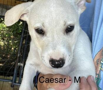 Caesar -  Labrador Retriever Dog for Adoption in Parma, Ohio - Caesar | PetCurious