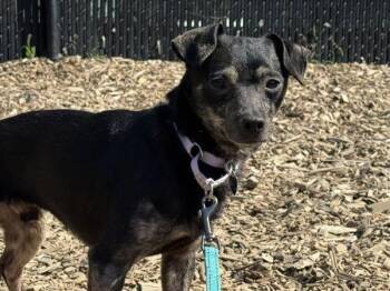 Chihuahua Dogs Available for Adoption in Portland, Oregon - Gustav | PetCurious