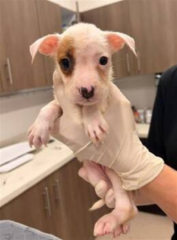 MARCIE -  Pit Bull Terrier Dog for Adoption in Baytown, Texas - MARCIE | PetCurious