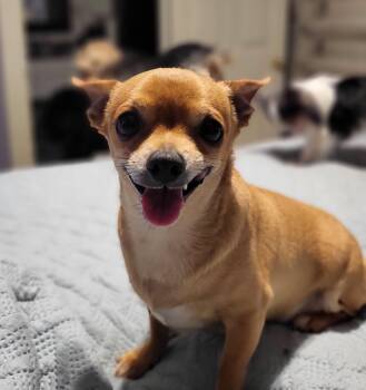 Razor -  Chihuahua Dog for Adoption in Salisbury, North Carolina - Razor | PetCurious