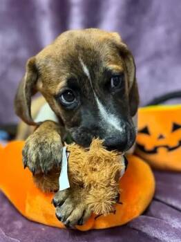 Mitch -  Hound Dog for Adoption in Munfordville, Kentucky - Mitch | PetCurious