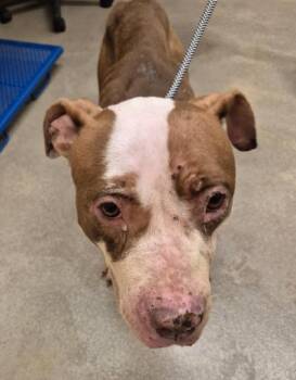 Pit Bull Terrier and Mixed Breed Dogs Available for Adoption - Ginger Snap | PetCurious