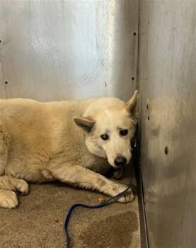 DUSTY -  Siberian Husky Dog for Adoption in San Bernardino, California - DUSTY | PetCurious