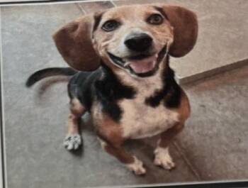 Beagle Dogs Available for Adoption - Ranger - 2 | PetCurious