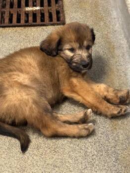 MOLLY -  Golden Retriever and Poodle Dog for Adoption - MOLLY | PetCurious