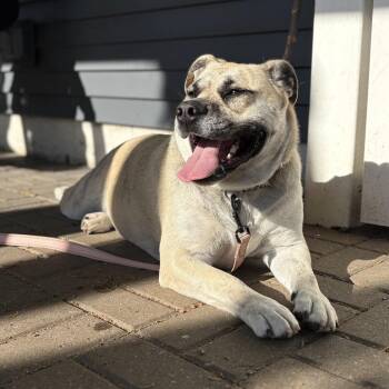 Zelda -  Mixed Breed Dog for Adoption in Rochester, Minnesota - Zelda | PetCurious