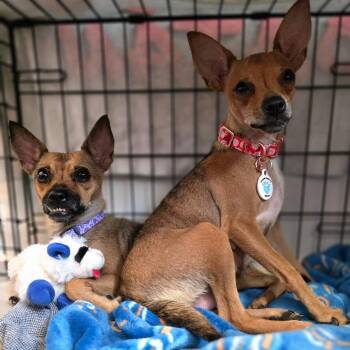 Blanche -  Chihuahua and None Dog for Adoption in Chandler, Arizona - Blanche | PetCurious
