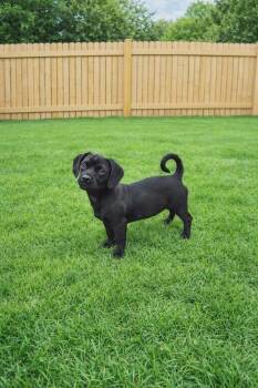 Pug and Dachshund Dogs Available for Adoption - Bebe | PetCurious