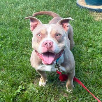 Magnolia -  American Bully Dog for Adoption in Syracuse, New York - Magnolia | PetCurious