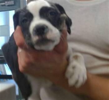 A480156 -  Pit Bull Terrier Dog for Adoption in Oklahoma City, Oklahoma - A480156 | PetCurious