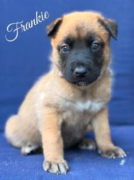 Frankie -  Belgian Shepherd Malinois and German Shepherd Dog Dog for Adoption in Pleasant Hill, California - Frankie | PetCurious